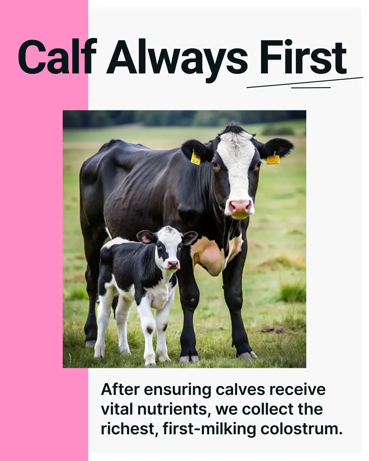 Cowabunga Bovine Colostrum Powder - Superfood with Gut Health Benefits - Immunity Support, Hair Growth and More! image 6