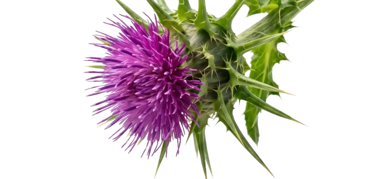 Milk Thistle