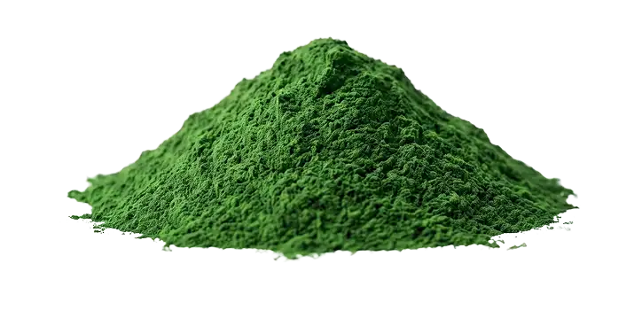 Chlorella