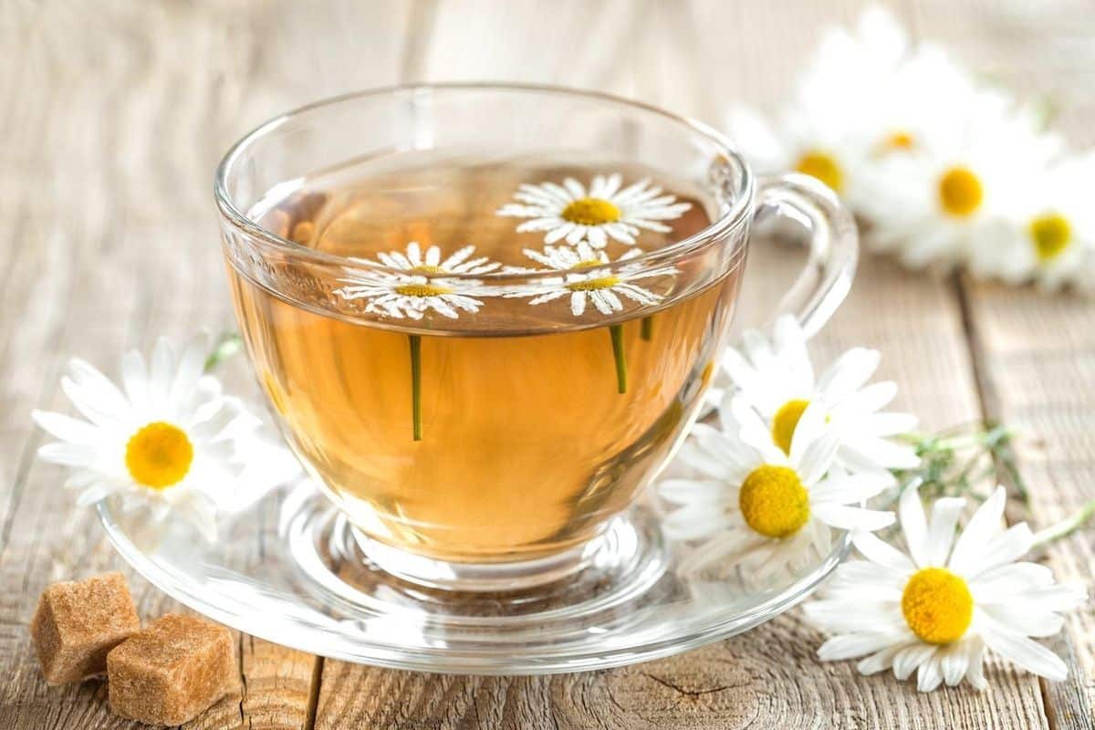 Is chamomile safe during pregnancy