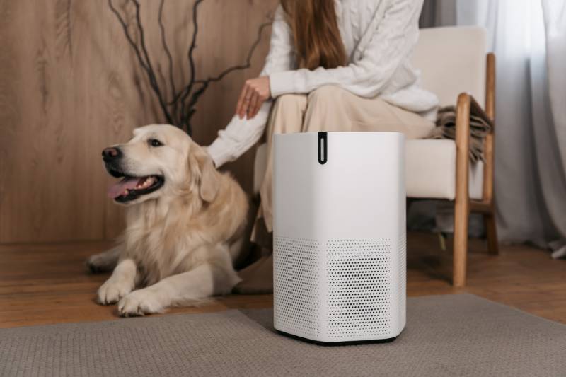 Best air purifier for pets
